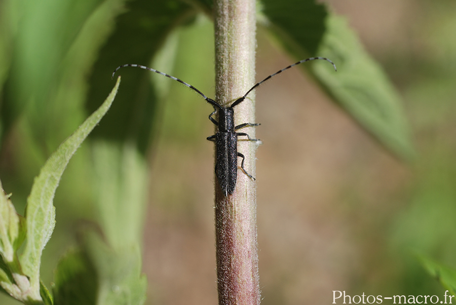 Agapanthia cardui